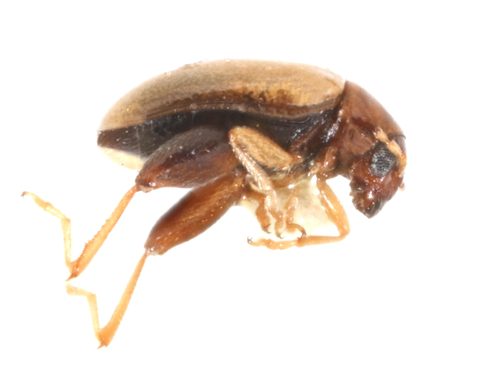 Longitarsus galapagoensis Isla Genovesa. Espécimen depositado en la colección ICCDRS (ICCDRS 47783). Foto: María Sol Herrera, CDF, 2024.